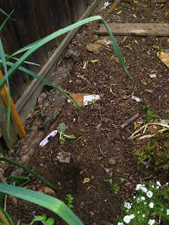 Digging and trampling damage after the cat started hanging out on the fence corner