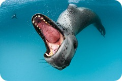 paul nicklen foca leopardo paul nicklen foca leopardo