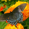 B IMG_1317 E.jpg