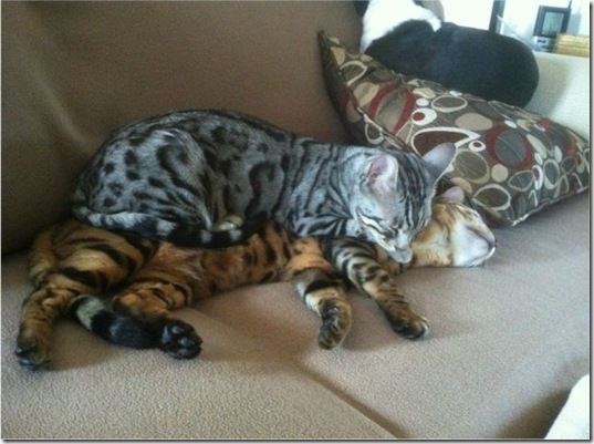 funny-animals-haha-11