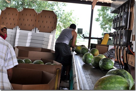 watermelons 11 0705 (37) watermelons 11 0705 (37)