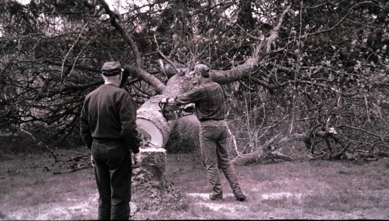 [tree%2520cutting%255B3%255D.jpg]