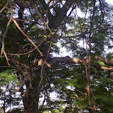 Foliage