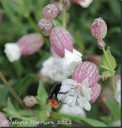 8-red-tailed-bumblebee 8-red-tailed-bumblebee