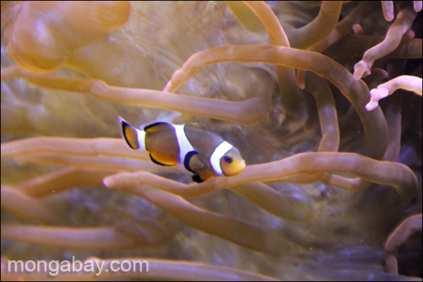 A clownfish in captivity. Almost all (98 percent) wild caught marine fish for the aquarium trade will die within a year of capture, according to WWF.  Photo: Tiffany Roufs