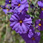 Blue Potato Bush