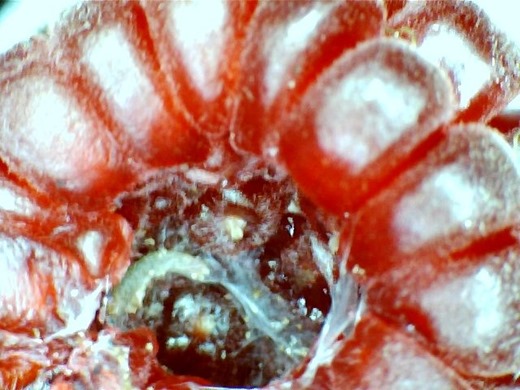 Raspberry droop inner caterpillar with silk spinning
