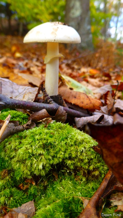 [Devils%2520Hop%2520yard_062%255B5%255D.jpg]