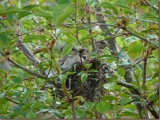 fledglings 005 fledglings 005