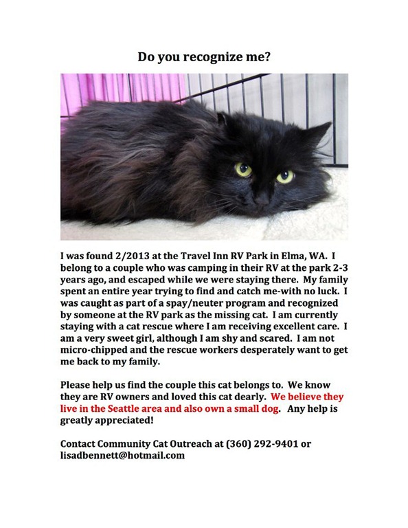 [lost%2520cat%255B40%255D.jpg]