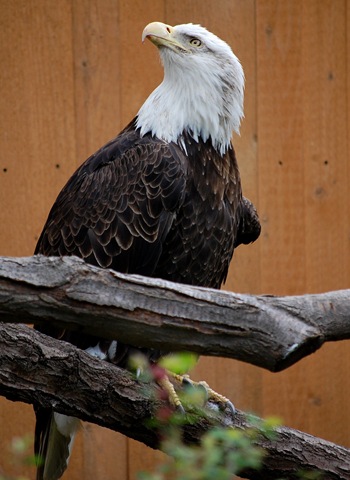 [aviary572.jpg]