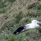 Young Royal Albatross - Otago Peninsula, New Zealand