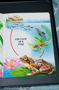 Frog Unit Part 2