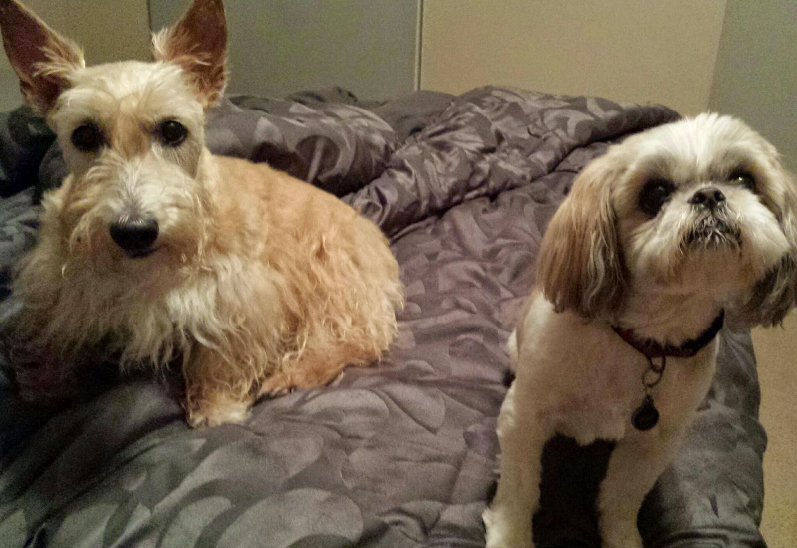 cuddle clones shih tzu