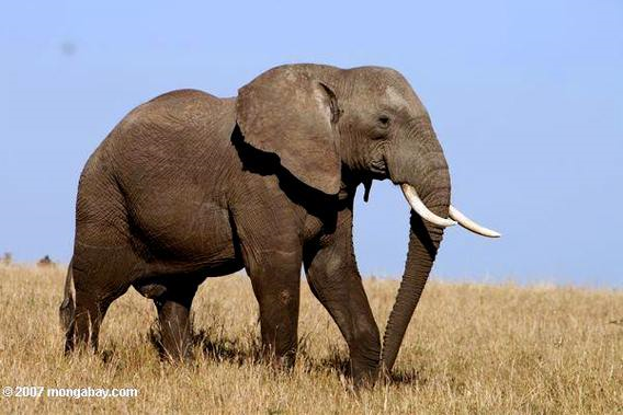 Elephant in Kenya, 2007. Photo: Rhett A. Butler / mongabay.com