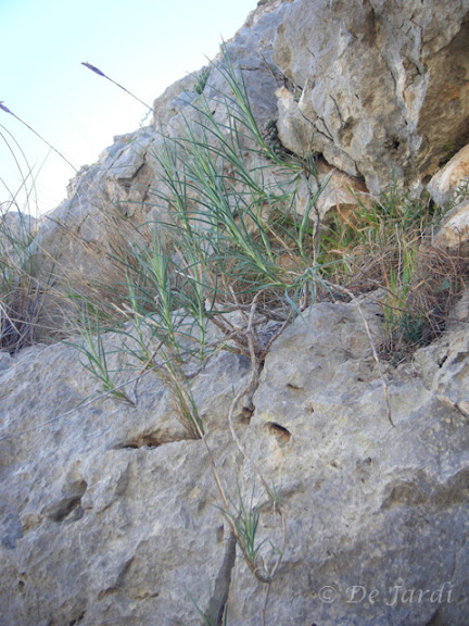 2012_03070040.jpg