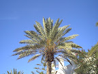 Palm tree
