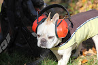 And last but not least - ear protection!  All set to blow!