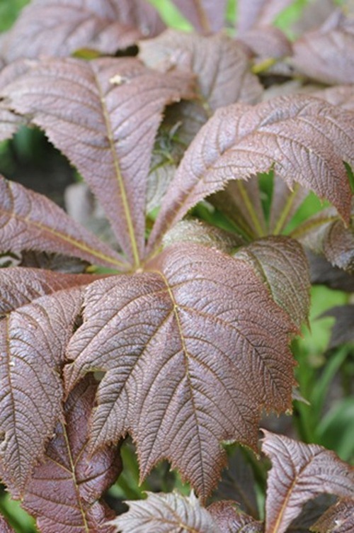 20090519_074729[4][1]