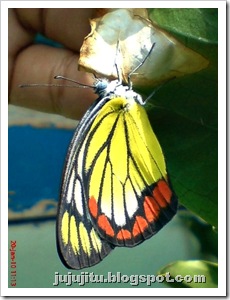 klasifikasi  kupu-kupu Painted Jezebel Delias hyparete 