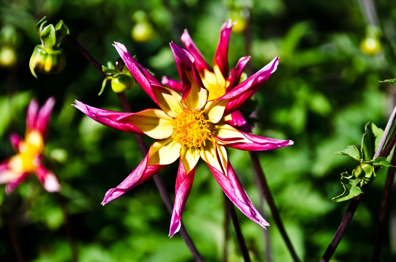 Flowers at Eden Project