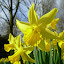 Its spring and the daffodils are out in force