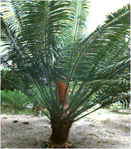 Cycas