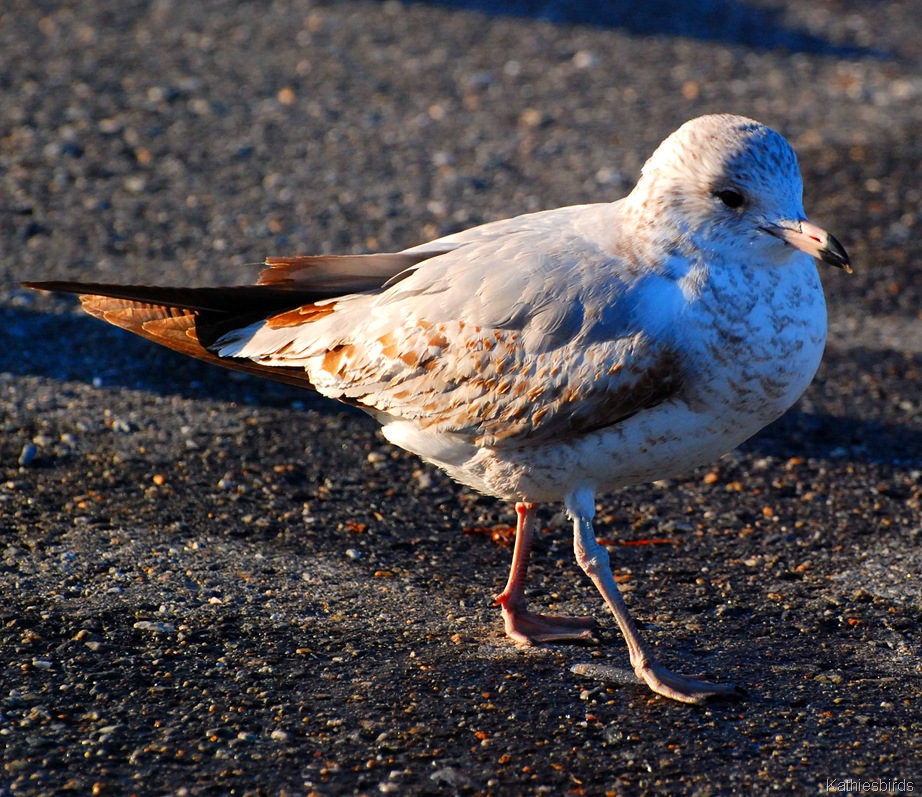 [32.%2520Webster%2520gull-kab%255B4%255D.jpg]