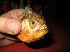 Circle of life, eat or be eaten. Left over piece of piranha, showing off his razor sharp teeth.