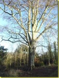 beech tree beech tree