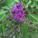 Ironweed