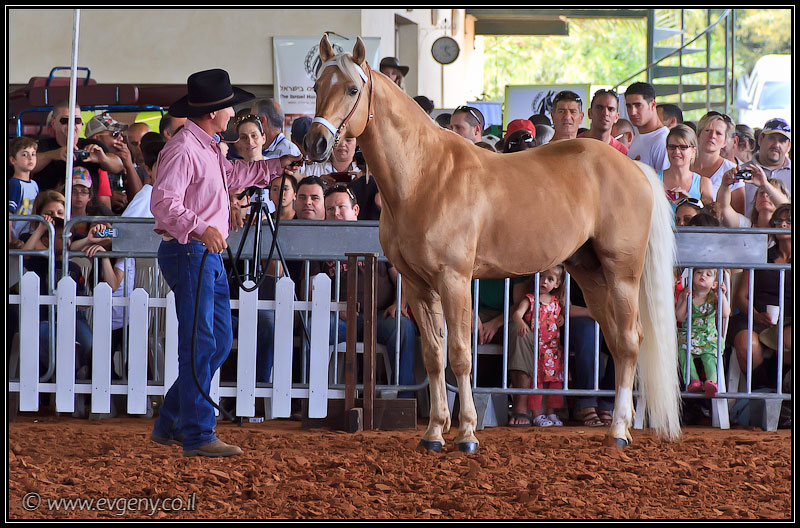 il/Фото: Stallion Show 2011 (20110416 stllion show 074 2290)