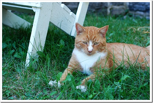 Church Cat