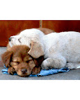Layla and Brownie, Lab/golden mixes from Pasadena, California, love to relax after a long day of fun. Contributed by vgarci5. Layla and Brownie, Lab/golden mixes from Pasadena, California, love to relax after a long day of fun. Contributed by vgarci5.
