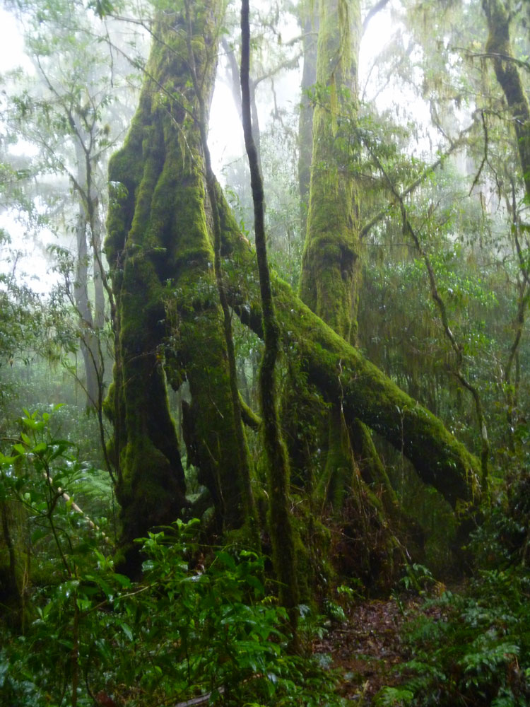 Toolona Creek and Mount Wanungra, O’Reilly’s