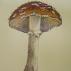 DANISOVCE0017.jpg