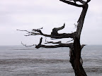 Bare cypress tree overlooking the Pacific Ocean