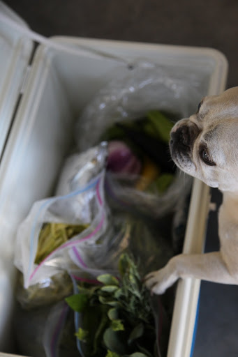 Wow, Franny!  We sure picked a lot of great looking produce.  And we packed it so nicely in coolers.