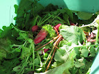 Radishes picked in the morning go into the day's lunch.