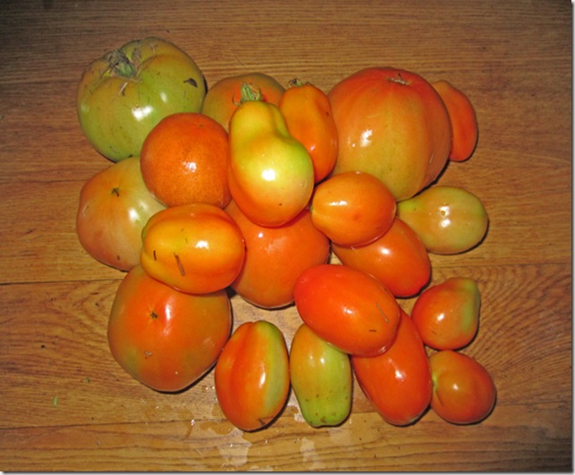 Tomatoes