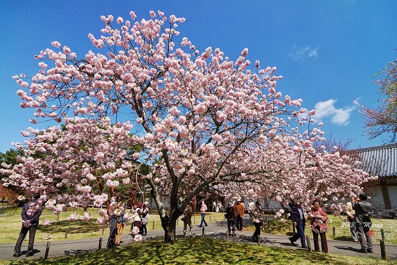 日本 京都 醍醐寺