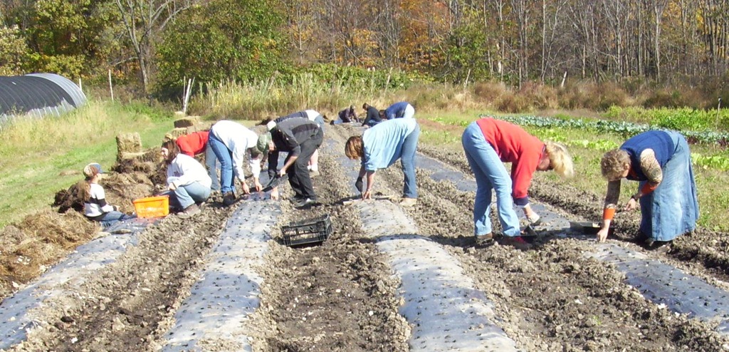 [GarlicPlanting2011%255B4%255D.jpg]