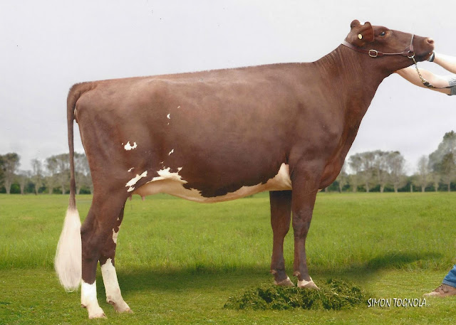 Eachemvale Suzie 9.jpg