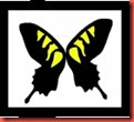 BORBOLETA BORBOLETA