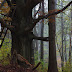 Pec pod Sněžkou 2010 II