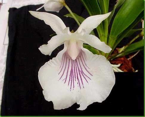 ORQ Cochleanthes Amazonica ORQ Cochleanthes Amazonica