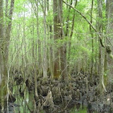 4 Holes Swamp 016.jpg