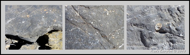 Fossils Fossils
