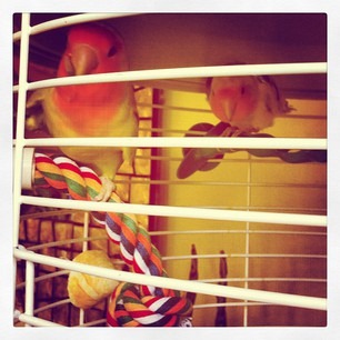 [lovebirds%255B2%255D.jpg]