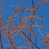 Tamaris de printemps-Tamarix africana tetrandra